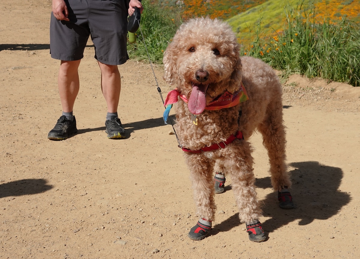Top 5 Best Dog Hiking Boots