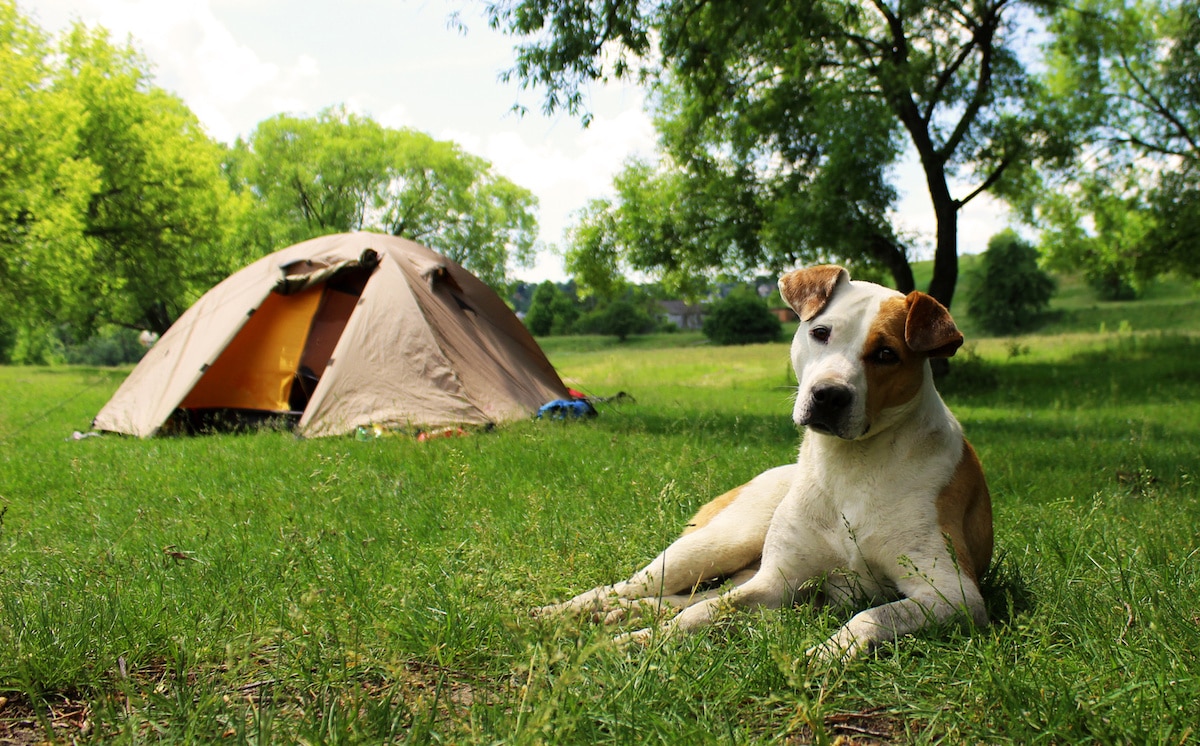 How to Camp Safely With Your Dog