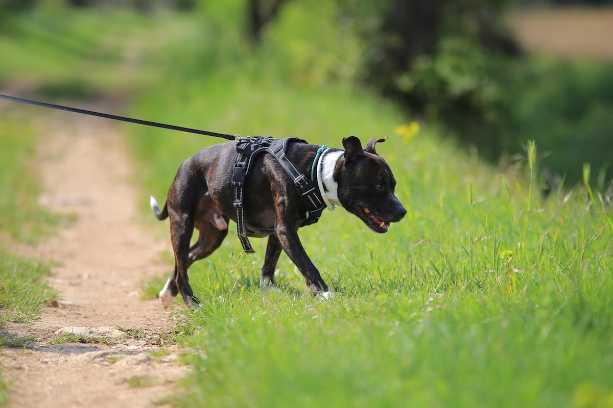 Top 5 Best Dog Hiking Harnesses