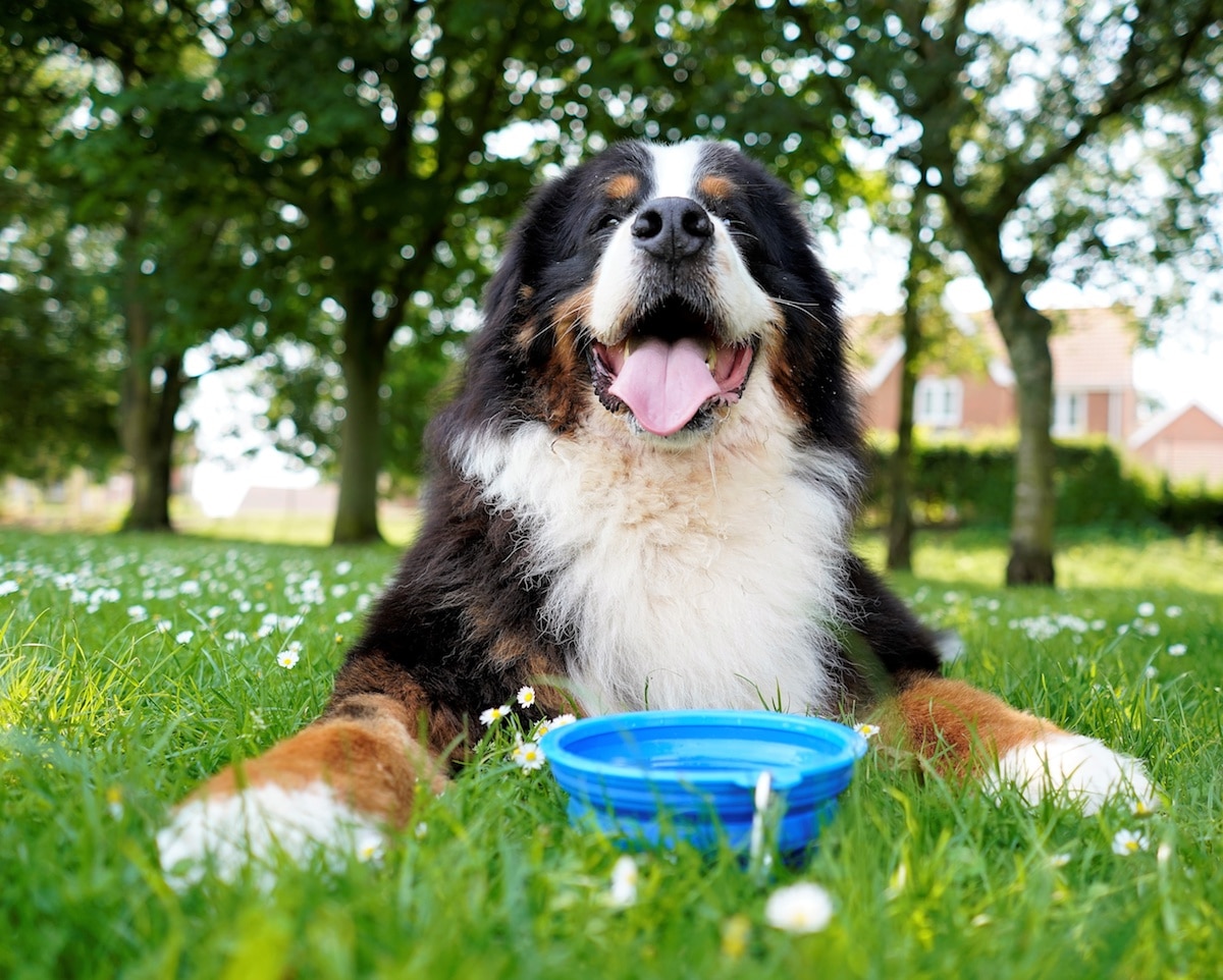 Top 5 Best Collapsible Dog Bowls for Camping